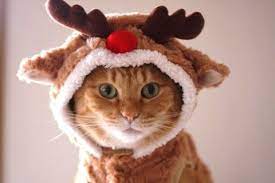 23 Cute Animals Ready For The Holidays Christmas Animals Christmas Cats Cat Dressed Up