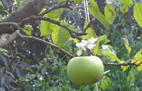 Die bezeichnung vollfrühling stammt aus dem phänologischen kalender, der nicht wie gewöhnlich die vier jahreszeiten frühling, sommer, herbst und winter, sondern 10 jahreszeiten kennt. Kirsch Und Apfelblute Im August Kraut Ruben