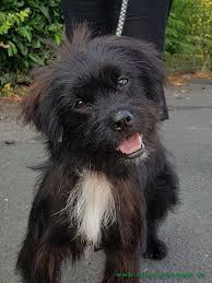 Weitere ideen zu cesar milan, hunde, cesar millan. Schmusebacke Casar Ist Vermittelt