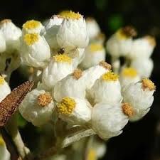 Image result for Helichrysum harveyanum
