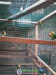 Selamat malam sahabat burunglovebrid.net dimanapun berada. Proses Penjodohan Lovebird Warna Di Kandang Battery Om Kicau