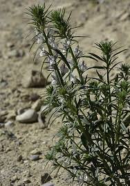 Image result for Misopates