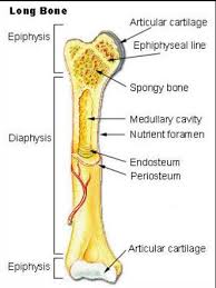 Impact Of Exercise On Puppy Growth Plates Daily Dog Discoveries Anatomy Bones Human Anatomy And Physiology Medical Studies