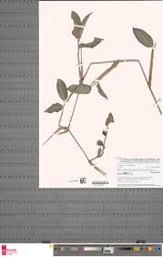 Image result for Trachyphrynium braunianum