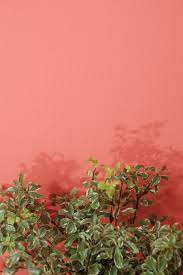 Not only is coral a vibrant, playful, happy color, it's also surprisingly versatile—and in our opinion, underutilized. Coral Color Pictures Download Free Images On Unsplash