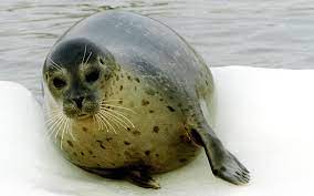 Ohrenlose robbe natur robbenschutzgebiet, seal ocean, ohrlose dichtung, seehund, säugetier png. Robben Und Seehunde Im Wattenmeer Ecomare Texel
