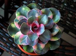 Echeveria Rainbow Perle Von Nurnberg Variegata Planting Succulents Rainbow Succulent Succulents