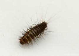 Fortunately, it is fairly easy to eliminate a carpet beetle infestation with the right products and treatment plan. Do Carpet Beetles Live In Beds Control Exterminating Company