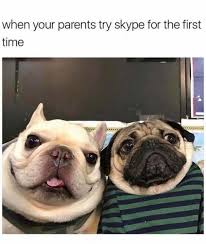 Skype Funny Animal Memes Funny Dog Memes Animal Memes