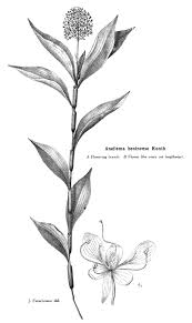 Image result for Anthericopsis