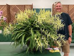 Image result for Ophrestia radicosa