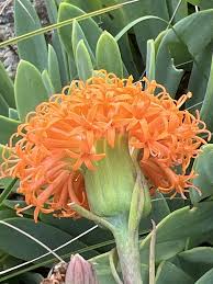 Image result for Kleinia grantii