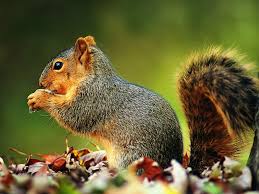Squirrel wallpapers, backgrounds, images— best squirrel desktop wallpaper sort wallpapers by: Squirrel Wallpaper