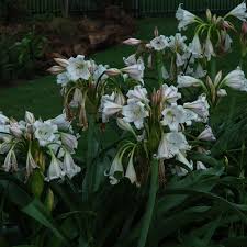 Image result for Crinum macowanii