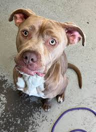 🏡🥳🏡2/24 UPDATE: Brandy is safe because an amazing foster said yes! She  needs rescue backing or an adopter, so let's find this sweet girl a plan!  🆘 Volunteer favorite Brandy is sweet