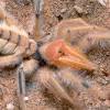 Many tales were accompanied with photos purporting to show spiders half the size of a human. Https Encrypted Tbn0 Gstatic Com Images Q Tbn And9gctd0cgtajaxemtrzd7te7x00gj8s5zingkeb8emh5hcnyszfbt4 Usqp Cau