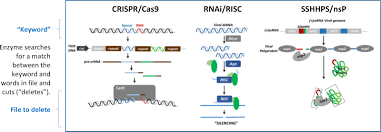 This review provides an overview of case studies and in silico methods that are used in the search of edcs. Analysis Of Group Iv Viral Sshhps Using In Vitro And In Silico Methods