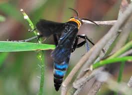 Although their size is intimidating, cicada killers are not aggressive and will sting humans only if pinned against. Orange Collared Spider Wasp Ferreola Handschini