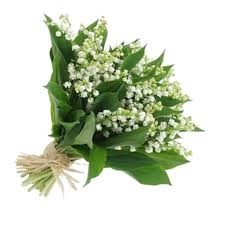 Le muguet, appelé aussi lys des vallées, est le symbole du printemps et du renouveau. Muguet Flowers Of May 1