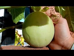 Put your trellis up before you plant your seedlings, or the stakes may damage the roots later on. Growing Honeydew Melon From Seeds Days 263 271 Youtube