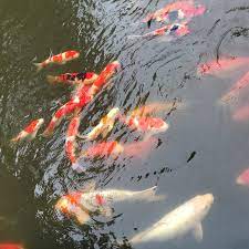 Shofuso Japanese House And Garden Picture Of Shofuso Japanese House And Garden Philadelphia Tripadvisor