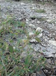 Image result for Corchorus fascicularis