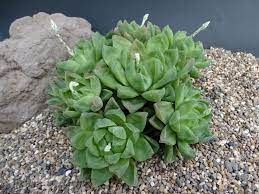 Haworthia Cymbiformis Cathedral Window Haworthia World Of Succulents Succulents Flowering Succulents Blooming Succulents