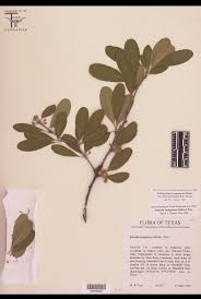 Image result for Sapotaceae