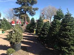 Today, we have over eighteen seasonal pumpkin patches and christmas tree retail sites throughout the san francisco. Northwest Arizona Christmas Tree Farms Choose And Cut Christmas Trees Tree Lots With Pre Cut Trees Stands Sleigh Rides Hay Rides And Related Winter Events And Fun