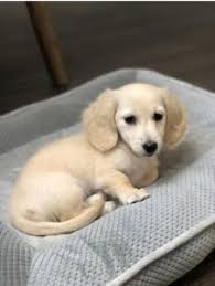 2 red females, 1 black and tan female, 1 black and tan male, 1 dapple male. English Cream Miniature Dachshund Puppies Creme Of The Crop Dachshunds Breeder Franklin Texas