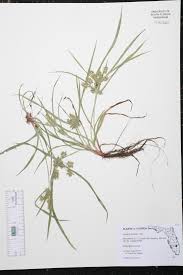 Image result for Pycreus pumilus