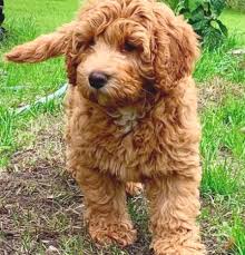 Goldendoodle puppies are ideal for families, especially with children. Pin On Australian Labradoodle