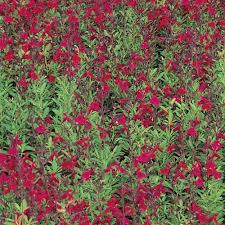 Maybe you would like to learn more about one of these? Furman S Red Texas Sage Salvia Greggii Furman S Red High Country Gardens