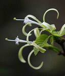 Image result for Turraea stolzii