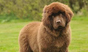 Find free puppies near me, adopt a puppy, buy puppies direct from kennel breeders and puppy owners in ireland. Newfoundland Dog Breed Information