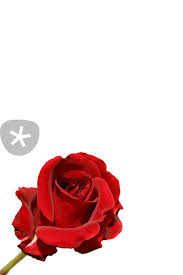 Red rose photography can supply stylish framing options such as the acrylic & alumini range of modern frames or the popular canvas wall mounts in any size. Rote Rose Red Rose Photography Art Prints And Posters By Kunertus Artflakes Com