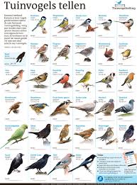 Pin Von E A Auf Winter Gr 3 In 2020 Vogel Als Haustiere Tierplakate Vogel Fotos