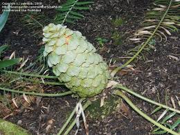 Image result for Encephalartos ngoyanus