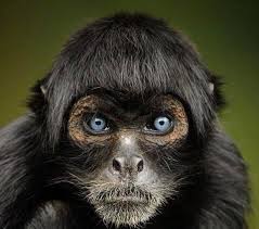 Long Haired Ape Google Search Monkey Species Spider Monkey Primates