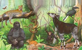 Each layer has unique ecosystems, plants, and animals adapted to that system. Tropical Rainforest Q Files Search Read Discover