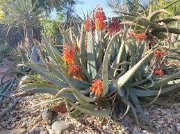 Image result for Aloe rulkensii