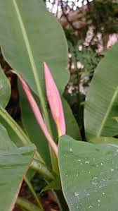 Image result for Musa ornata