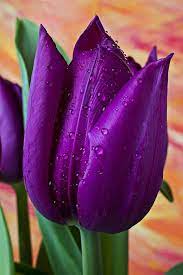 Pin By Mido Ganzon On Beauty In Purple Purple Tulips Beautiful Flowers Purple Flowers