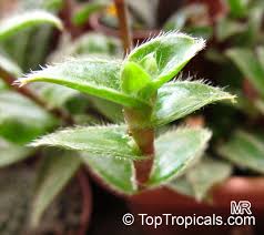 Image result for Cyanotis