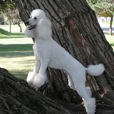 Image result for poodle