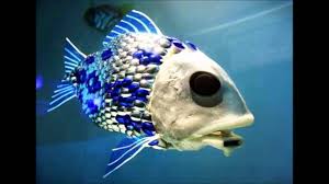 Resultado de imagen de animales marinos raros animal planet