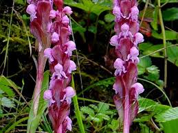 Image result for Satyrium