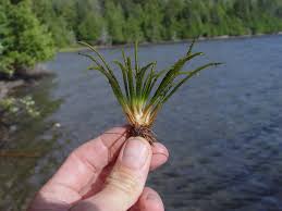 Image result for Isoetes