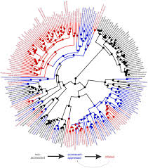 Image result for Discopodium penninervium