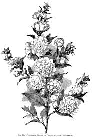 Vintage Botanical Black And White Botanical Prints 2e82988d0401f17aebc38aebbadd5928 Jpg 736 1093 Botanicheskie Illyustracii Raskraski Risunki